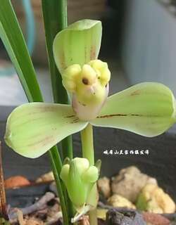 彩云梅、勺梅兰花