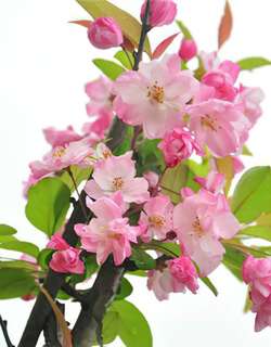 海棠花