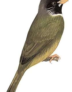 领雀嘴鹎