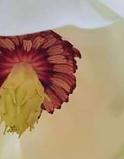 木兰