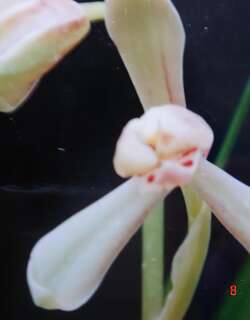 梅仙兰花