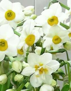 水仙花