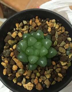 姬玉露