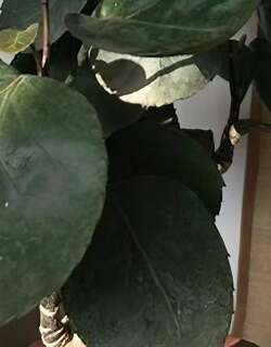 福禄桐