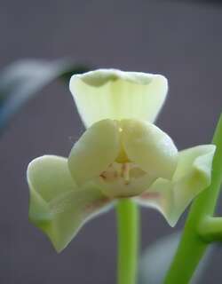 蚕丛梅、云梅、无敌中宫兰花