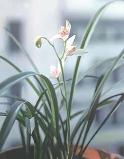 水仙瓣建兰兰花