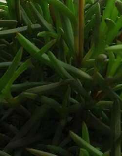 松叶菊