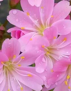 露薇花