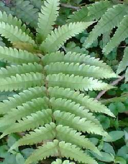 荚果蕨