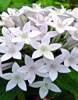 繁星花