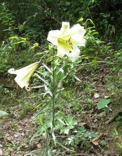 王百合