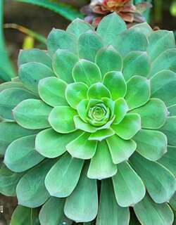 红缘莲花掌
