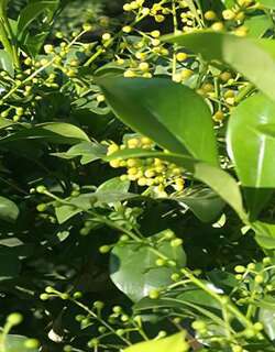 米兰花