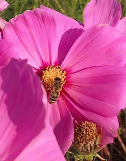 波斯菊