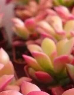 春梦殿锦