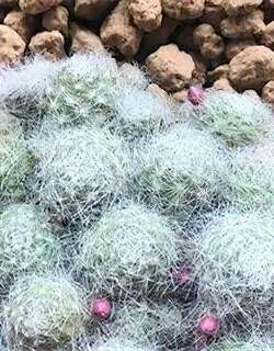玉翁