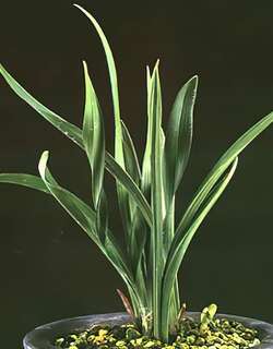 四季文山龙兰花