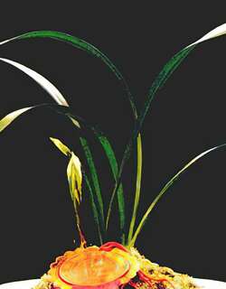 晶鹤兰花