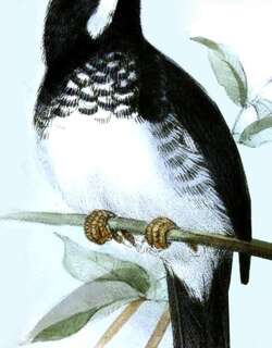 莱氏食籽雀