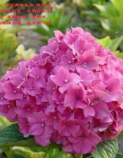 红花八仙花