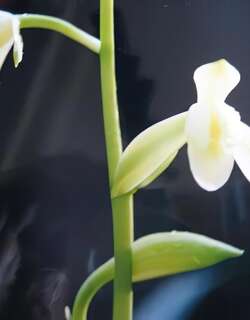 福建水仙素兰花