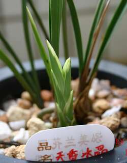 天香水晶兰花