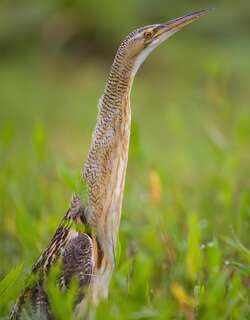 大嘴麻鳽