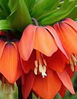 花贝母