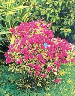 叶子花