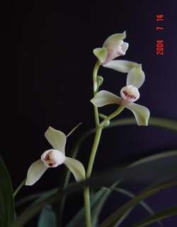 含玉兰花