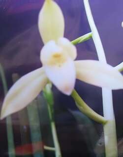 立叶四季素兰花