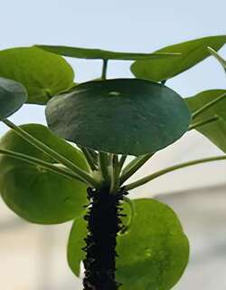 镜面草