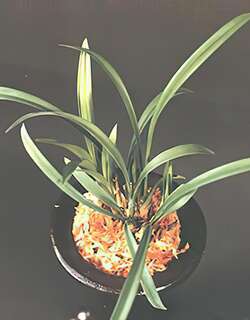 小象兰花