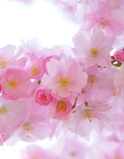 日本樱花