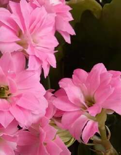长寿花