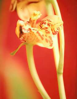 戴花蝶兰花