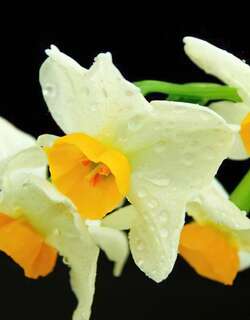 水仙花
