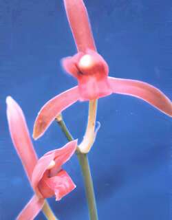 红素兰花