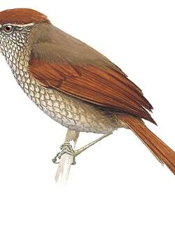 鳞斑针尾雀