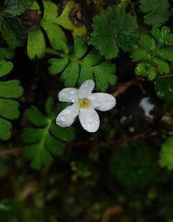 幌菊