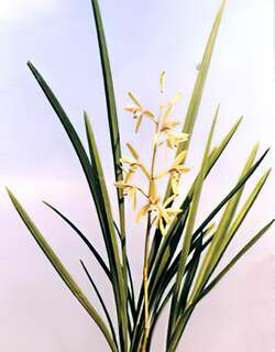 雄兰兰花