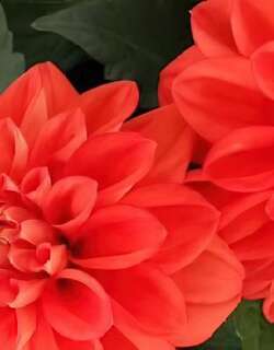 小丽花