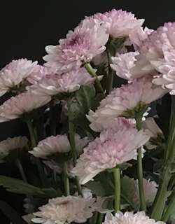 雏菊
