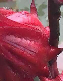 洛神花