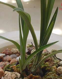 铁骨瑞玉艺、铁骨双面银兰花