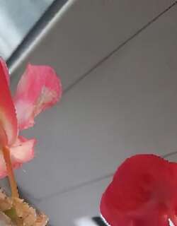 四季海棠