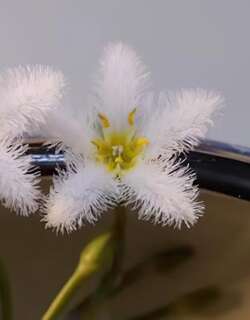 银莲花