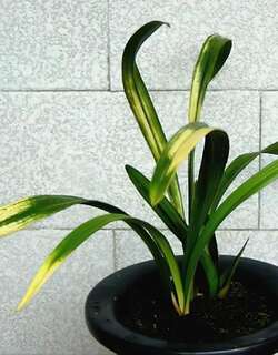 黄金琥珀、唐伯虎兰花