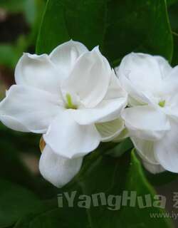 茉莉花