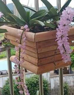 指甲兰兰花